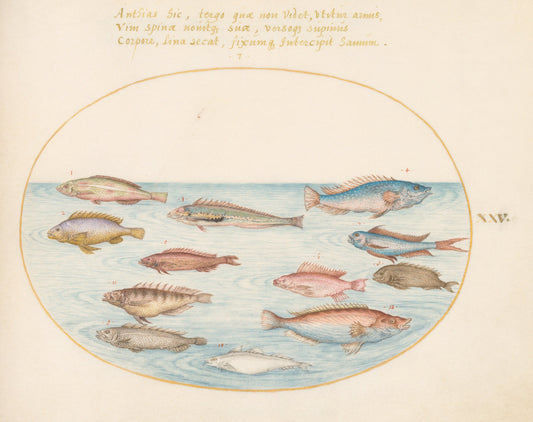 Animalia Aqvatilia et Cochiliata (Aqva): Plate XXV by Joris Hoefnagel (Flemish, 1542 - 1600), 16X12"(A3)Poster Print