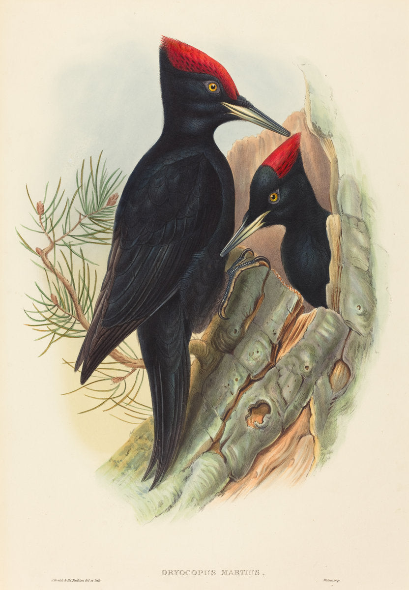 Great Black Woodpecker (Dryocopus martius) by John Gould and H.C. Richter (British, 1804 - 1881), 16X12"(A3)Poster Print