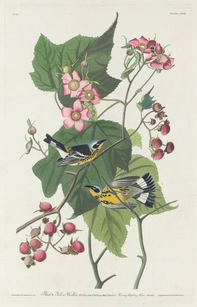 Black and Yellow Warbler by Robert Havell after John James Audubon (American, 1793 - 1878), 16X12"(A3)Poster Print