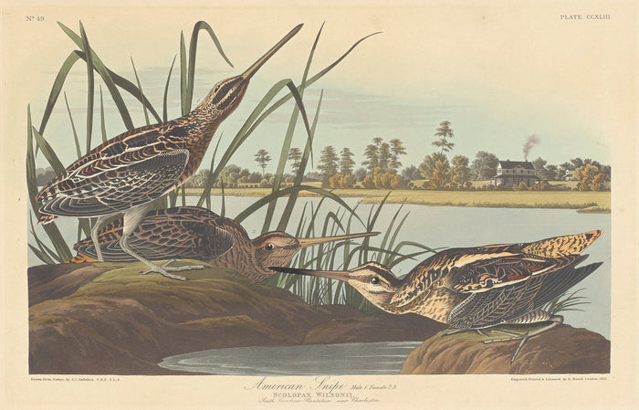 American Snipe by Robert Havell after John James Audubon (American, 1793 - 1878), 16X12