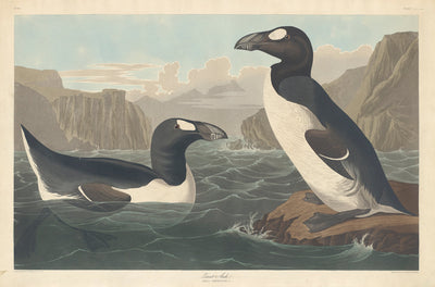 Great Auk by Robert Havell after John James Audubon (American, born England, 1793 - 1878), 16X12"(A3)Poster Print