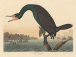 Florida Cormorant by Robert Havell after John James Audubon (American, 1793 - 1878), 16X12"(A3)Poster Print