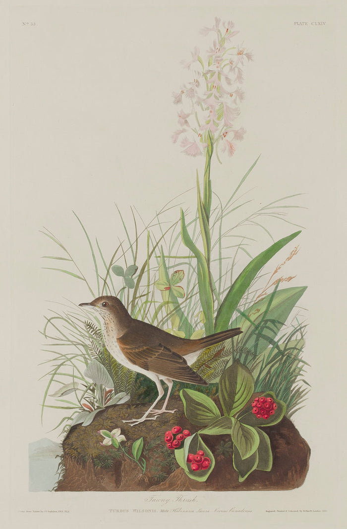 Tawny Thrush by Robert Havell after John James Audubon (American, 1793 - 1878), 16X12