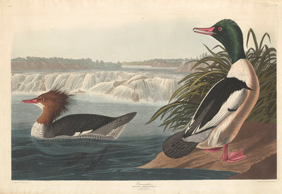 Goosander by Robert Havell after John James Audubon (American, born England, 1793 - 1878), 16X12"(A3)Poster Print