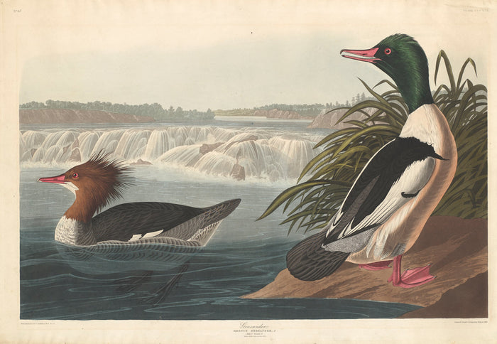 Goosander by Robert Havell after John James Audubon (American, born England, 1793 - 1878), 16X12