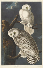 Snowy Owl by Robert Havell after John James Audubon (American, born England, 1793 - 1878), 16X12"(A3)Poster Print