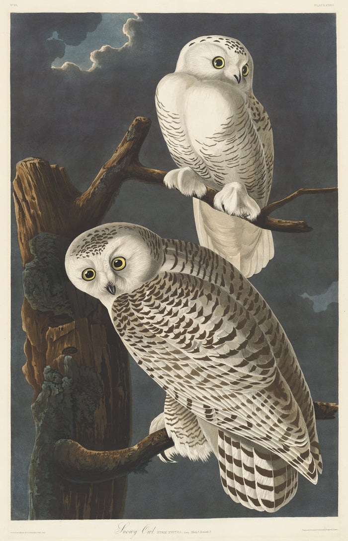 Snowy Owl by Robert Havell after John James Audubon (American, born England, 1793 - 1878), 16X12