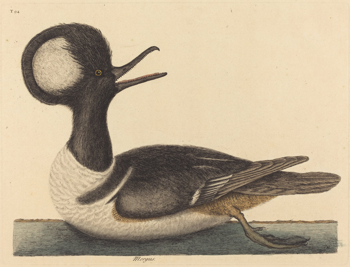 The Round Crested Duck (Mergus cucullatus) by Mark Catesby (English, 1679 - 1749), 16X12"(A3)Poster Print