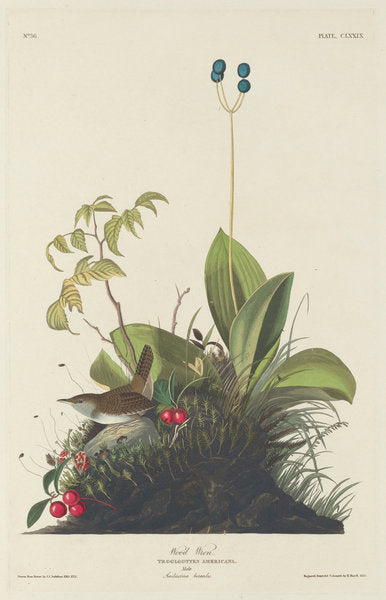 Wood Wren by Robert Havell after John James Audubon (American, 1793 - 1878), 16X12"(A3)Poster Print