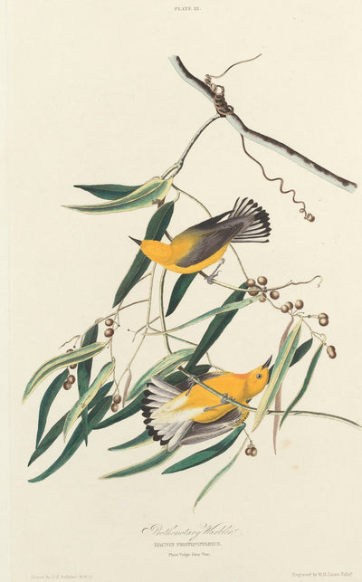 Prothonotary Warbler by William Home Lizars after John James Audubon (Scottish, 1788 - 1859), 16X12"(A3)Poster Print