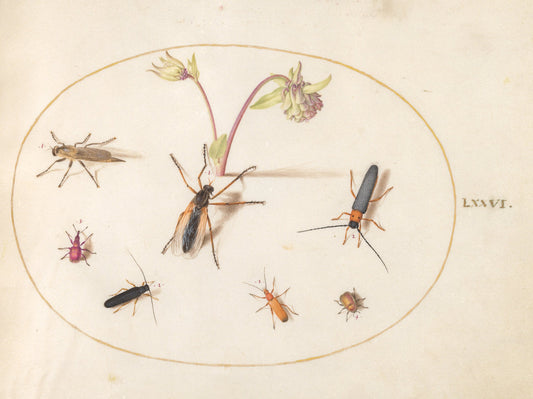Animalia Rationalia et Insecta (Ignis):  Plate LXXVI by Joris Hoefnagel (Flemish, 1542 - 1600), 16X12"(A3)Poster Print