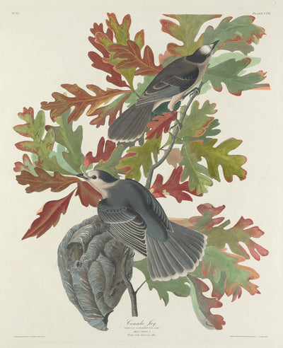 Canada Jay by Robert Havell after John James Audubon (American, 1793 - 1878), 16X12"(A3)Poster Print