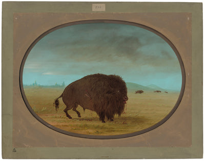 Wounded Buffalo Bull by George Catlin (American, 1796 - 1872), 16X12"(A3)Poster Print