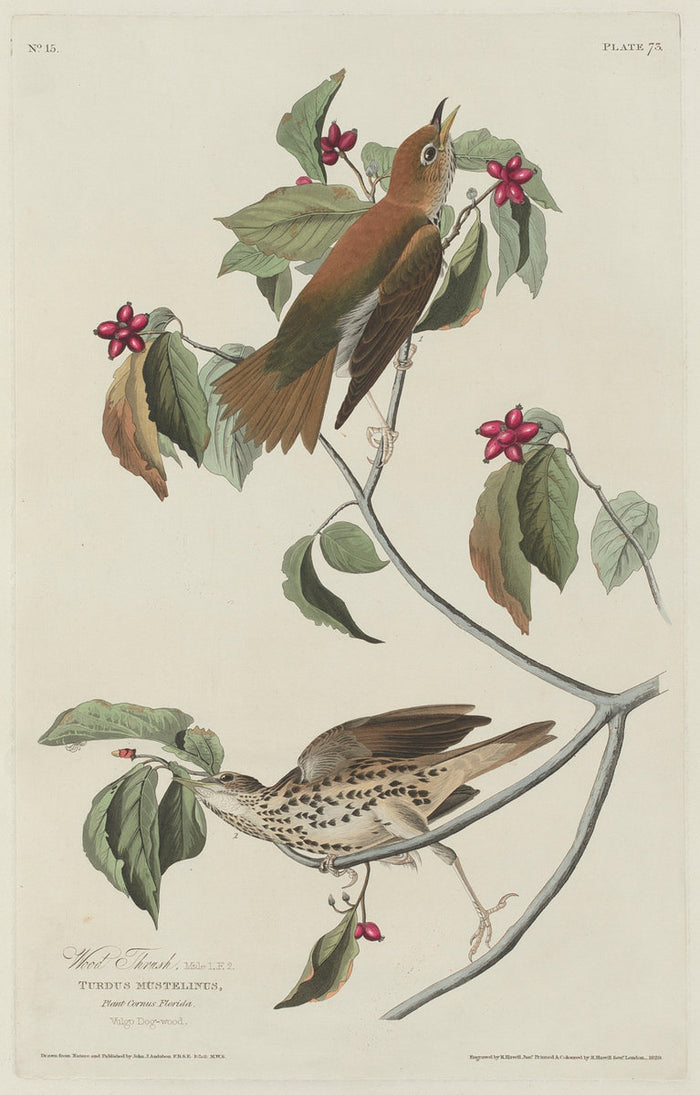 Wood Thrush by Robert Havell after John James Audubon (American, 1793 - 1878), 16X12