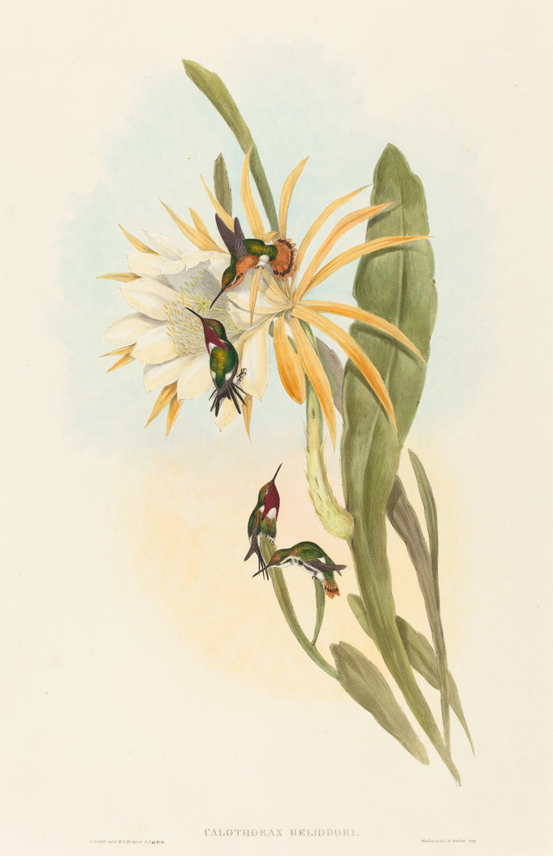 Calothorax heliodori by John Gould and H.C. Richter (British (?), active 1841 - active c. 1881), 16X12"(A3)Poster Print