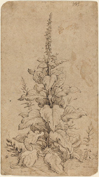 A Foxglove in Bloom by Hendrik Goltzius (Dutch, 1558 - 1617), 16X12"(A3)Poster Print