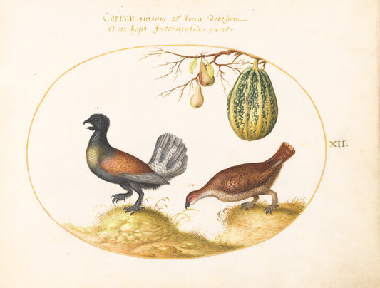 Animalia Volatilia et Amphibia (Aier): Plate XII by Joris Hoefnagel (Flemish, 1542 - 1600), 16X12"(A3)Poster Print