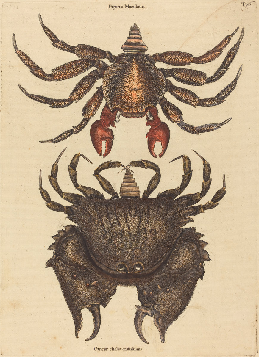 The Red Mottled Rock-crab (Cancer grapsus) by Mark Catesby (English, 1679 - 1749), 16X12"(A3)Poster Print
