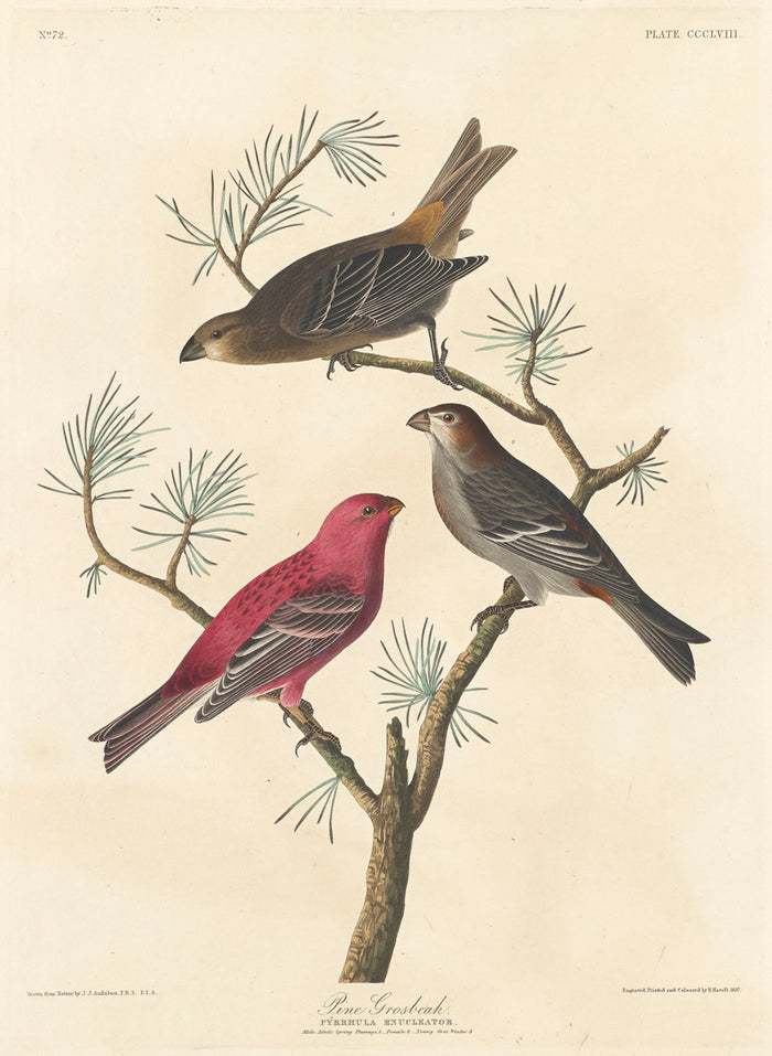 Pine Grosbeak by Robert Havell after John James Audubon (American, 1793 - 1878), 16X12