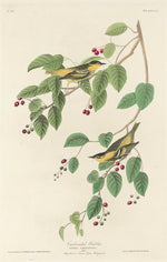 Carbonated Warbler by Robert Havell after John James Audubon (American, 1793 - 1878), 16X12"(A3)Poster Print