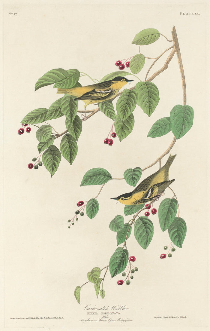 Carbonated Warbler by Robert Havell after John James Audubon (American, 1793 - 1878), 16X12