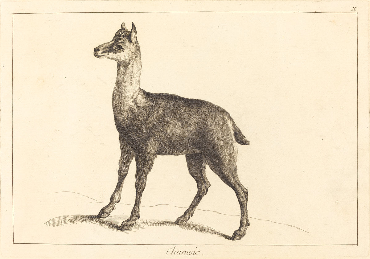 Chamois (Chamois) by Jacques-Philippe Le Bas and Jean Eric Rehn after Jean-Baptiste Oudry (Swedish, 1717 - 1793), 16X12"(A3)Poster Print