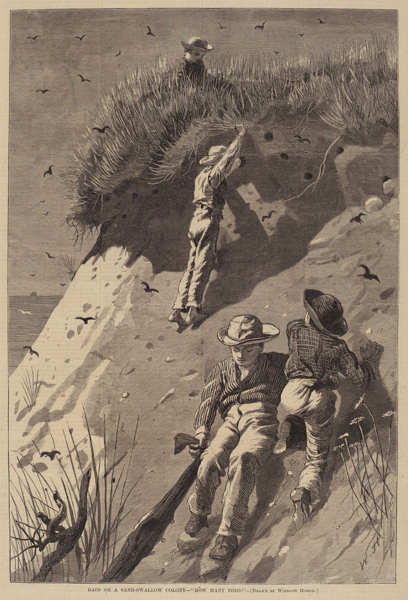 Raid on a Sand-Swallow Colony - "How Many Eggs?" by Lagarde after Winslow Homer (American (?), active c. 1873), 16X12"(A3)Poster Print