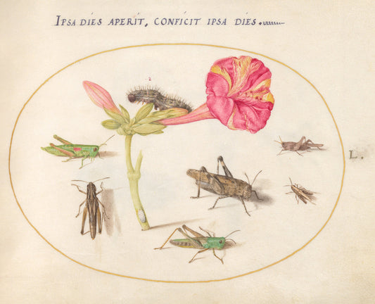 Animalia Rationalia et Insecta (Ignis):  Plate L by Joris Hoefnagel (Flemish, 1542 - 1600), 16X12"(A3)Poster Print