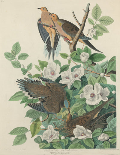 Carolina Pigeon or Turtle Dove by Robert Havell after John James Audubon (American, 1793 - 1878), 16X12"(A3)Poster Print