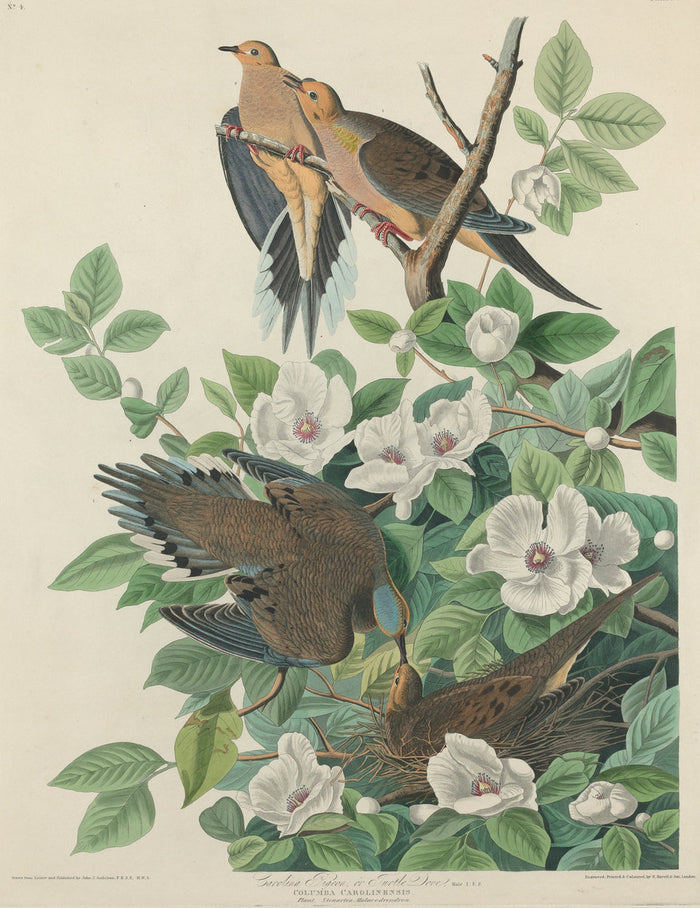 Carolina Pigeon or Turtle Dove by Robert Havell after John James Audubon (American, 1793 - 1878), 16X12