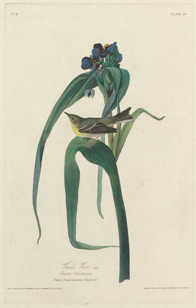 Vigors Vireo by Robert Havell after John James Audubon (American, 1793 - 1878), 16X12