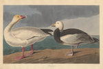 Snow Goose by Robert Havell after John James Audubon (American, 1793 - 1878), 16X12"(A3)Poster Print