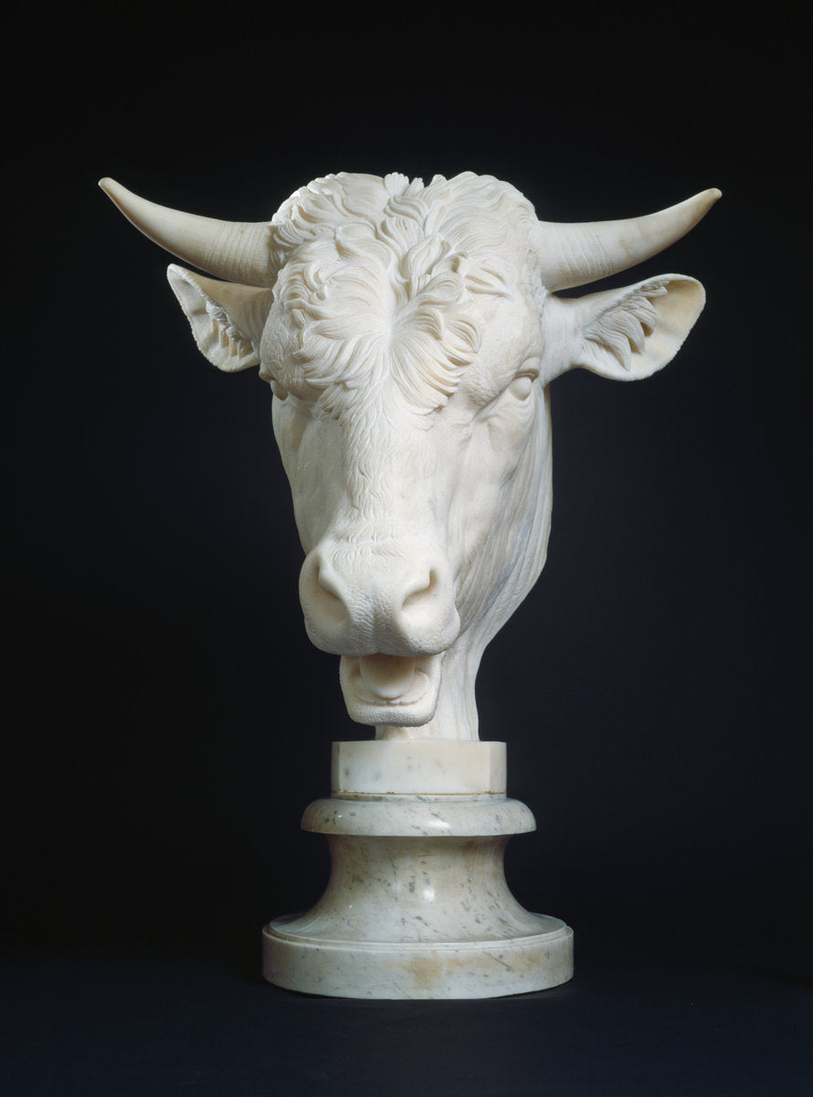 Head of a Bull by Gaetano Monti (Italian, c. 1750 - 1827), 16X12"(A3)Poster Print