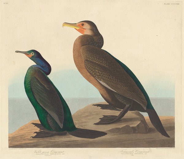 Violet-green Cormorant and Townsend's Cormorant by Robert Havell after John James Audubon (American, 1793 - 1878), 16X12