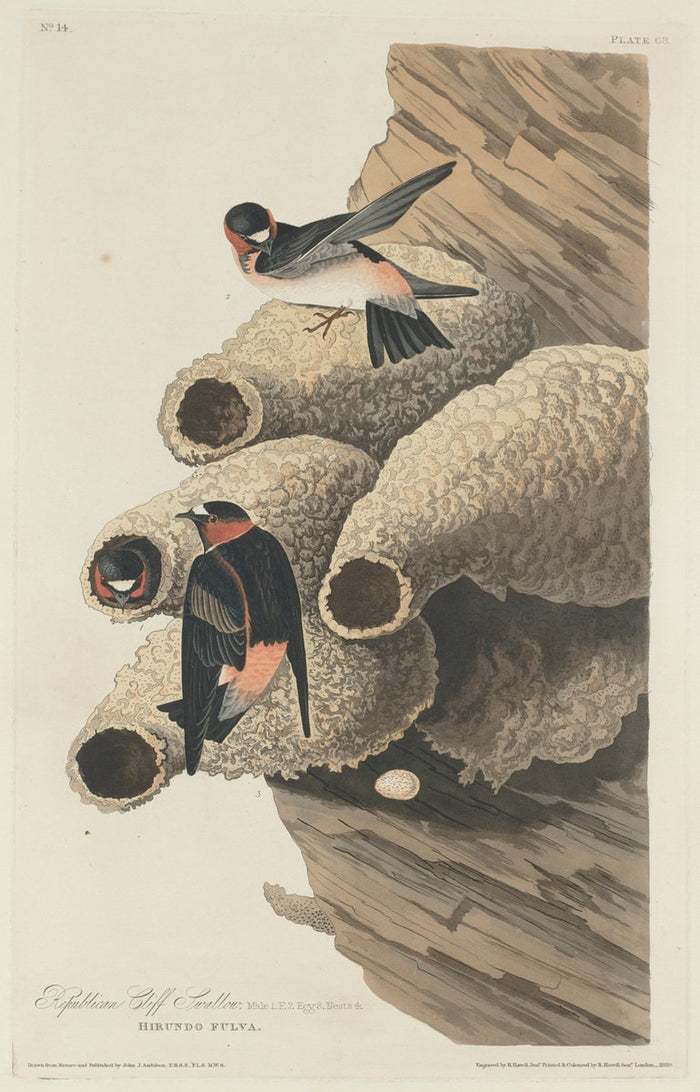 Republican Cliff Swallow by Robert Havell after John James Audubon (American, 1793 - 1878), 16X12