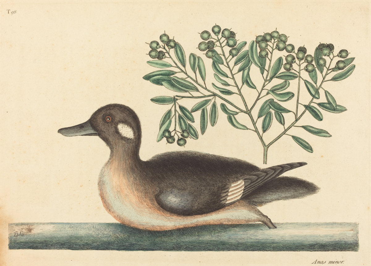 The Little Brown Duck (Anas rustica) by Mark Catesby (English, 1679 - 1749), 16X12"(A3)Poster Print