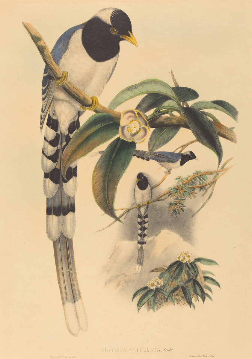 Urocissa cucullata by John Gould and H.C. Richter (British (?), active 1841 - active c. 1881), 16X12"(A3)Poster Print