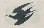 Sooty Tern by Robert Havell after John James Audubon (American, 1793 - 1878), 16X12"(A3)Poster Print