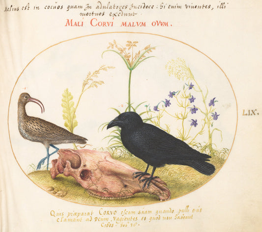 Animalia Volatilia et Amphibia (Aier): Plate LIX by Joris Hoefnagel (Flemish, 1542 - 1600), 16X12"(A3)Poster Print