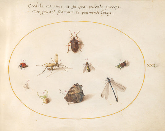 Animalia Rationalia et Insecta (Ignis):  Plate XXI by Joris Hoefnagel (Flemish, 1542 - 1600), 16X12"(A3)Poster Print