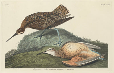 Esquimaux Curlew by Robert Havell after John James Audubon (American, 1793 - 1878), 16X12"(A3)Poster Print