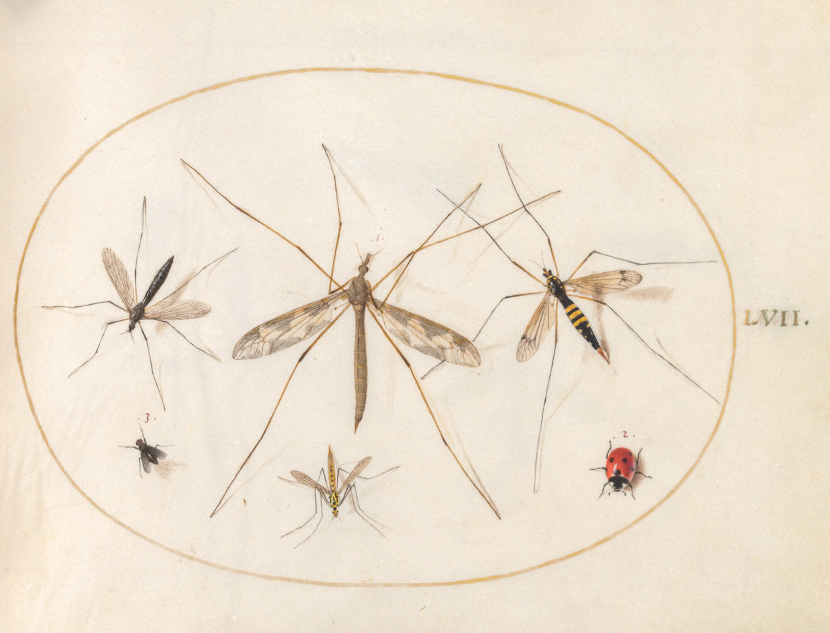 Animalia Rationalia et Insecta (Ignis):  Plate LVII by Joris Hoefnagel (Flemish, 1542 - 1600), 16X12"(A3)Poster Print