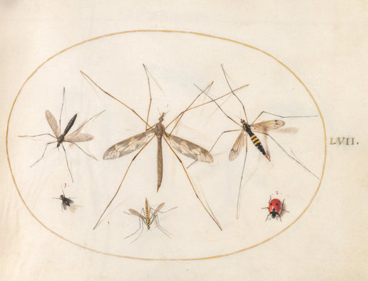 Animalia Rationalia et Insecta (Ignis):  Plate LVII by Joris Hoefnagel (Flemish, 1542 - 1600), 16X12"(A3)Poster Print