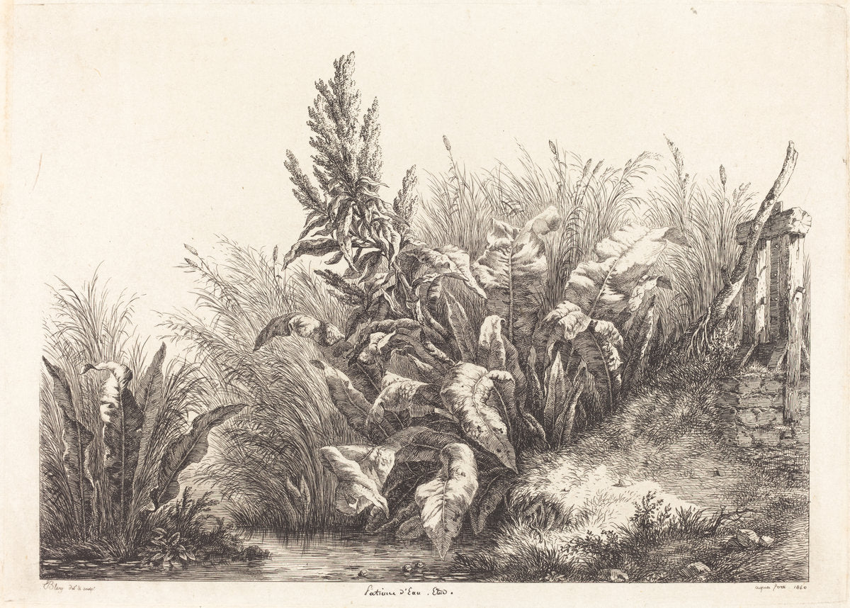 Patience d'eau, étude (Study of a Patience-Dock) by Eugène Bléry (French, 1805 - 1887), 16X12"(A3)Poster Print