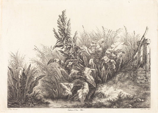 Patience d'eau, étude (Study of a Patience-Dock) by Eugène Bléry (French, 1805 - 1887), 16X12"(A3)Poster Print