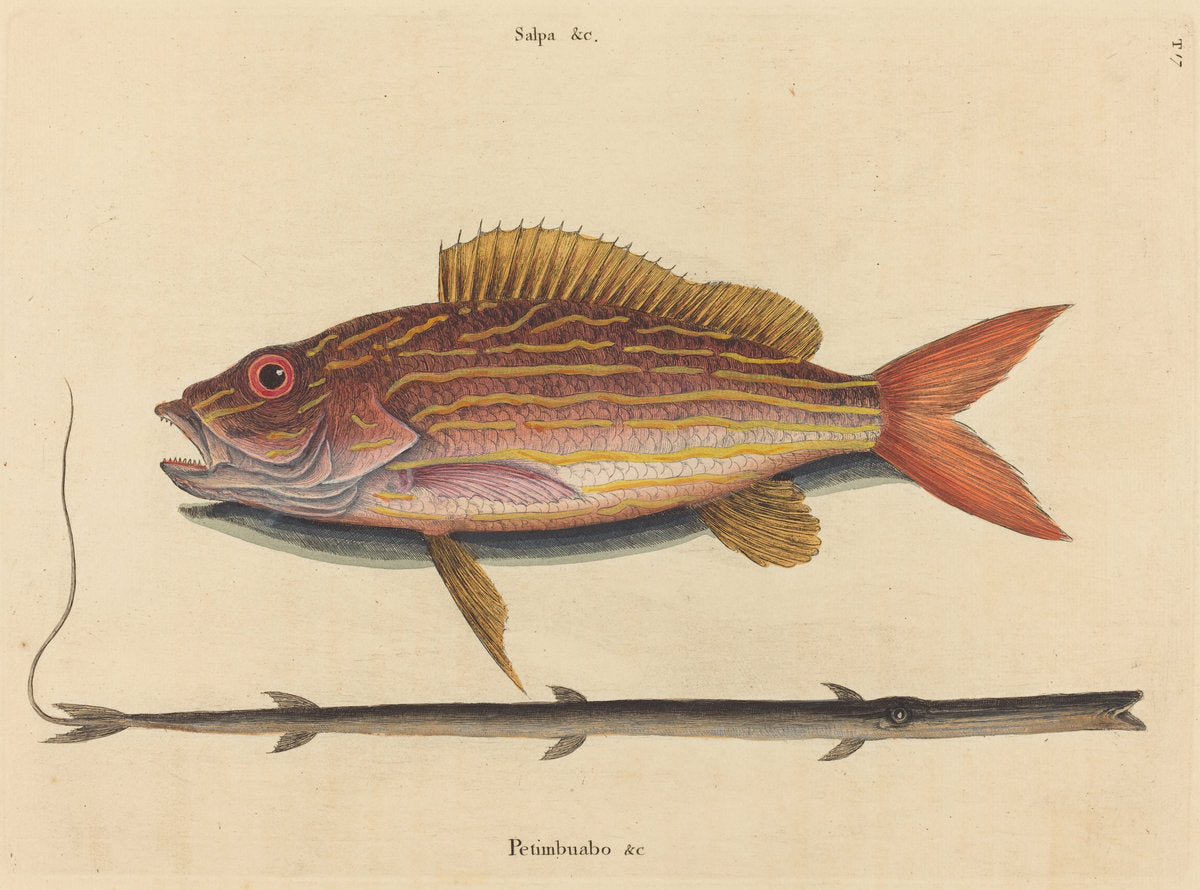 The Lane-snapper (Sparus synagris) by Mark Catesby (English, 1679 - 1749), 16X12"(A3)Poster Print