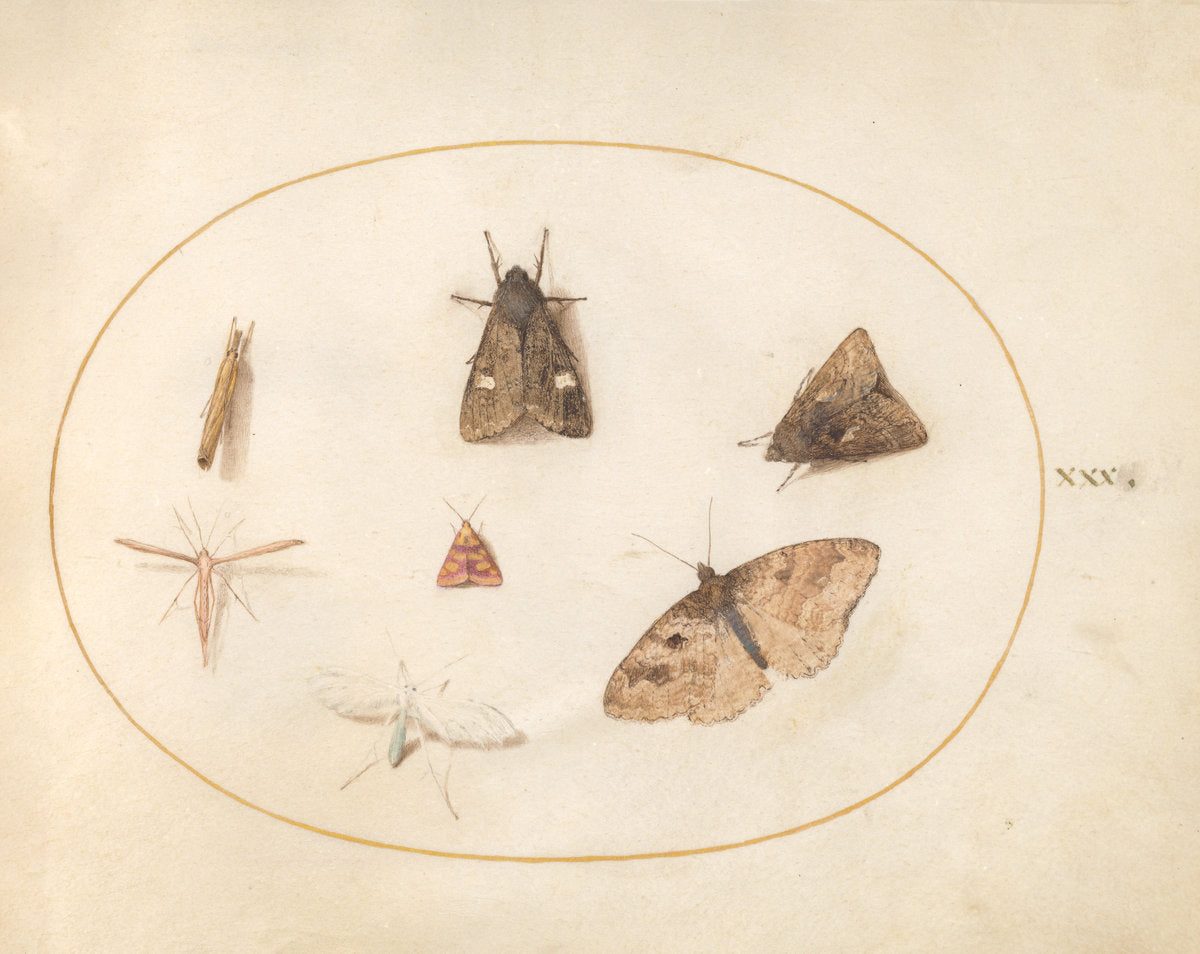 Animalia Rationalia et Insecta (Ignis):  Plate XXX by Joris Hoefnagel (Flemish, 1542 - 1600), 16X12"(A3)Poster Print