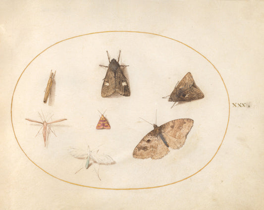 Animalia Rationalia et Insecta (Ignis):  Plate XXX by Joris Hoefnagel (Flemish, 1542 - 1600), 16X12"(A3)Poster Print