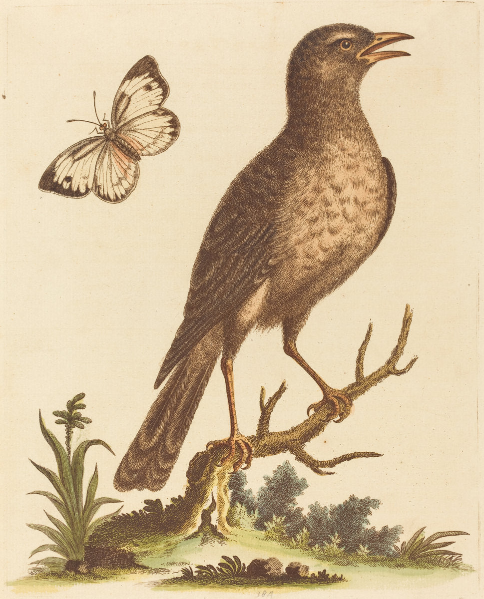 Brown Bird with a Butterfly by George Edwards (English, 1694 - 1773), 16X12"(A3)Poster Print