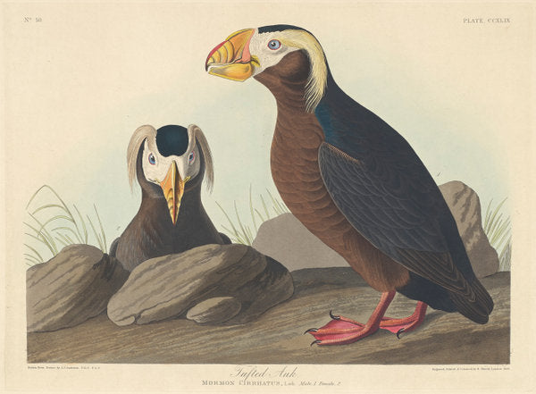 Tufted Auk by Robert Havell after John James Audubon (American, 1793 - 1878), 16X12